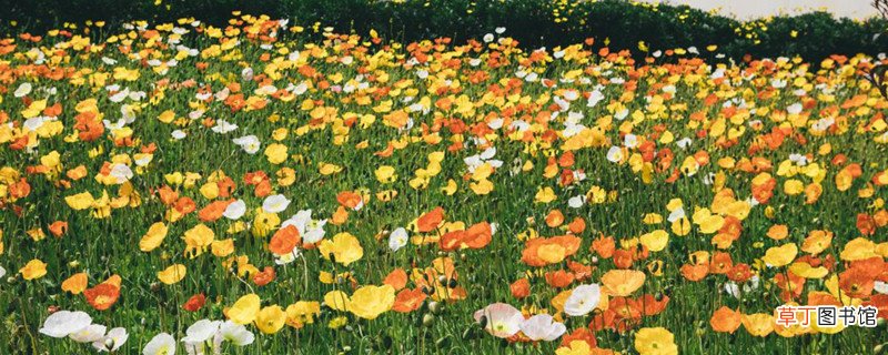 克拉玛依适合养什么花，市花和市树是什么
