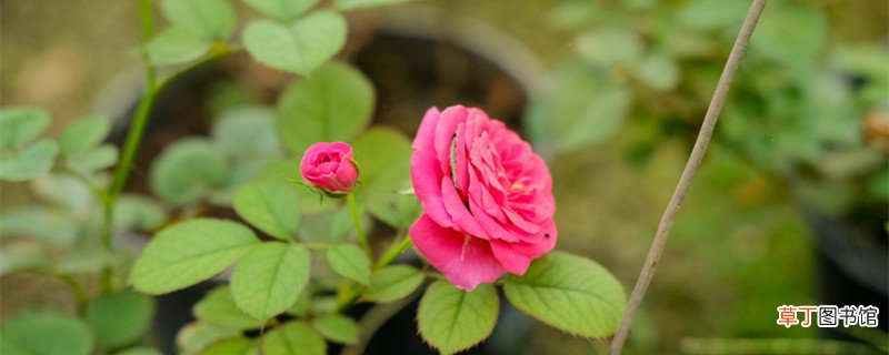 吐鲁番适合养什么花，市花和市树是什么