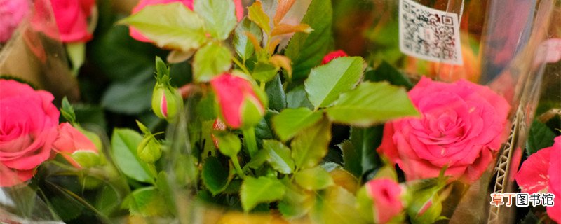 昌吉适合养什么花，市花和市树是什么