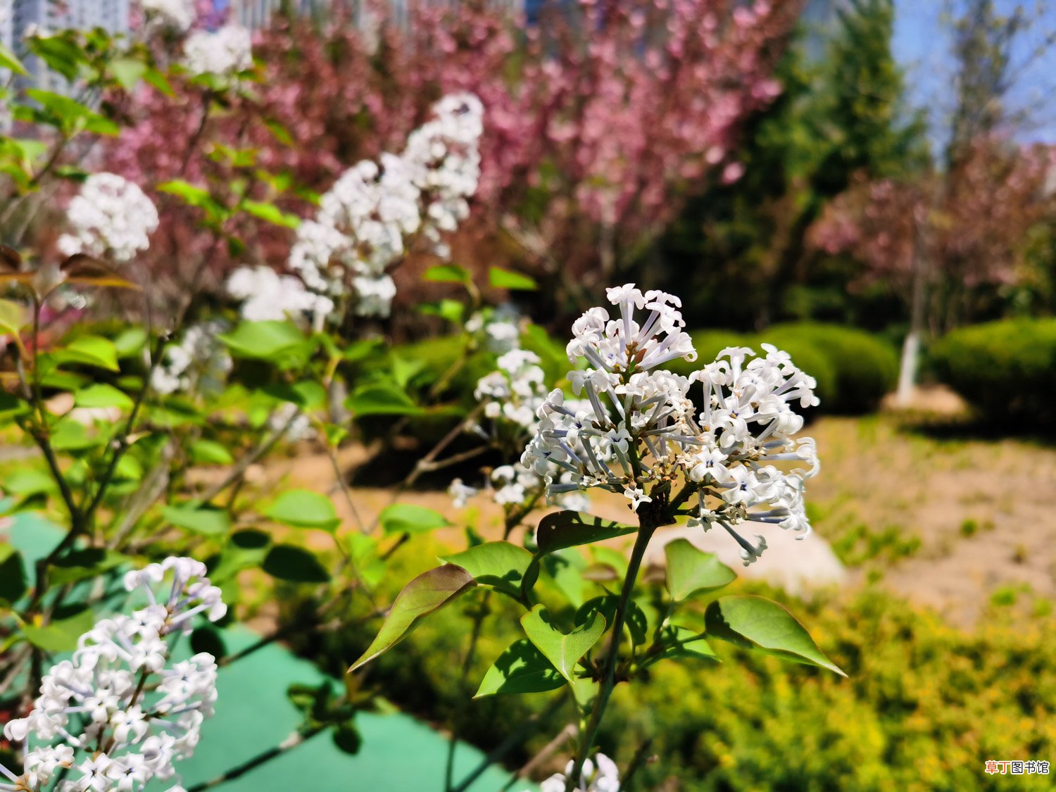 阿克苏适合养什么花，市花和市树是什么
