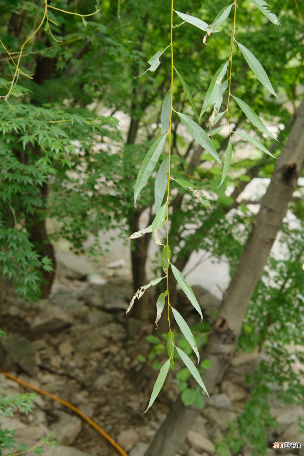 四平适合养什么花，市花和市树是什么