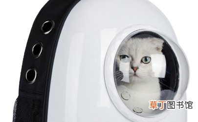 坐公交可以带猫上车吗