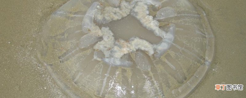 生海蜇怎么处理才能吃