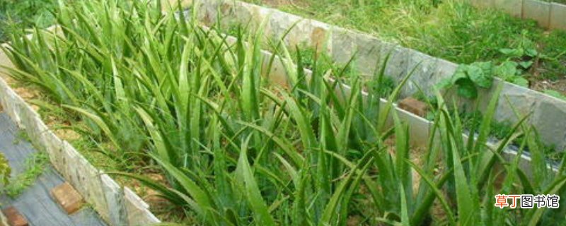 芦荟鲜叶面膜可以经常做吗