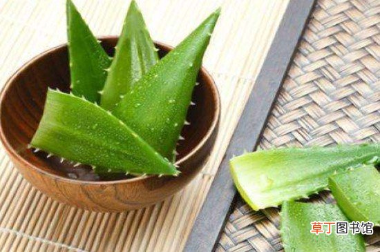 芦荟鲜叶面膜可以经常做吗