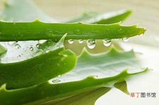 鲜芦荟可以当化妆品用吗