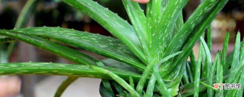 鲜芦荟怎么加工才能使用