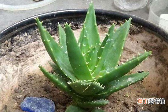 鲜芦荟早上用还是晚上用
