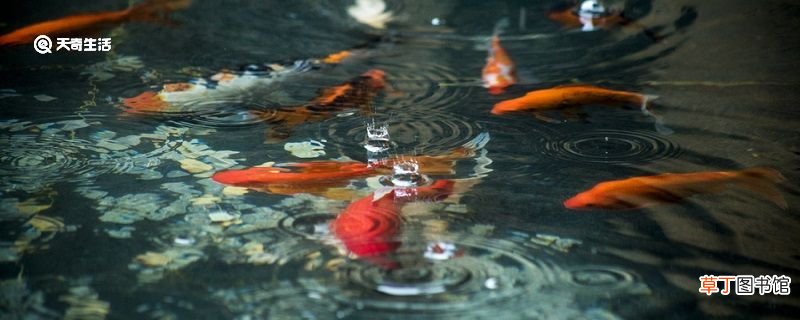 公孙仪不受鱼文言文翻译 公孙仪不受鱼的翻译