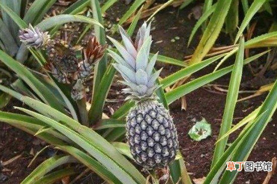 菠萝怎么催熟
