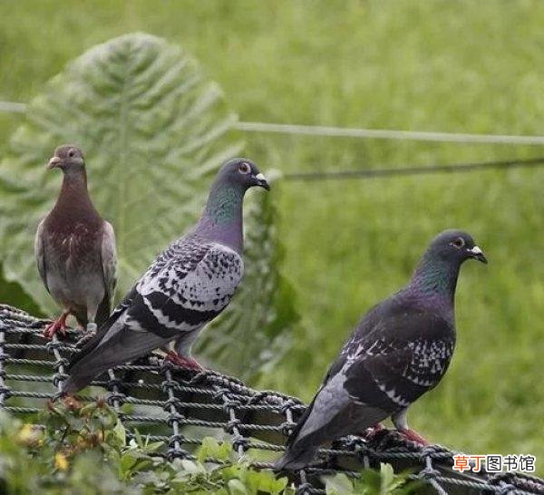 斑鸠如何饲养吃哪些东西 斑鸠吃什么饲料最好