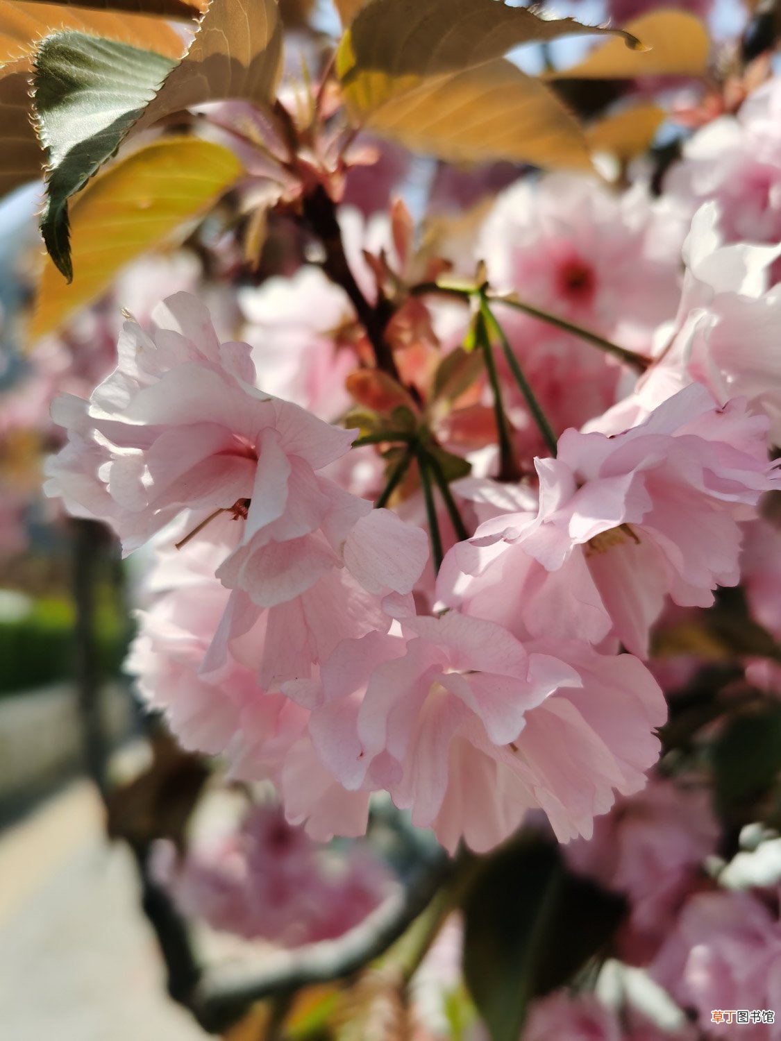 邢台适合养什么花,市花和市树是什么