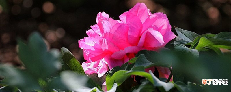 衡水适合养什么花,市花和市树是什么