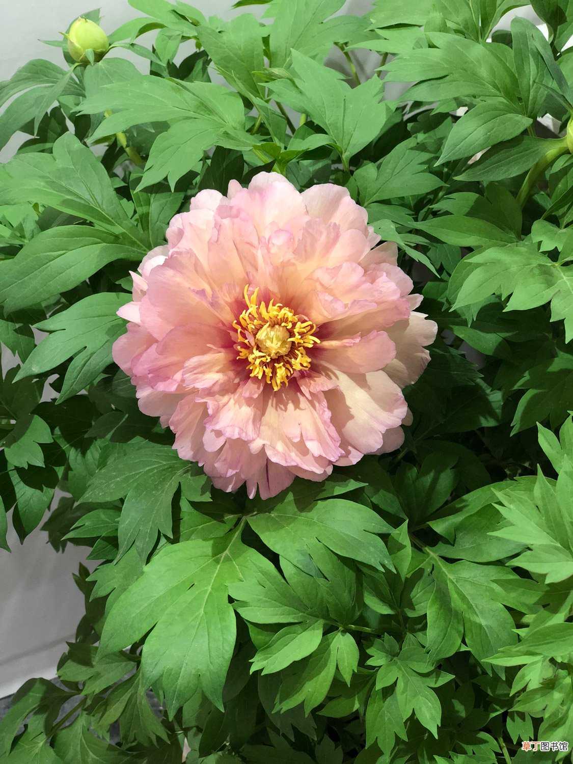 廊坊适合养什么花,市花和市树是什么
