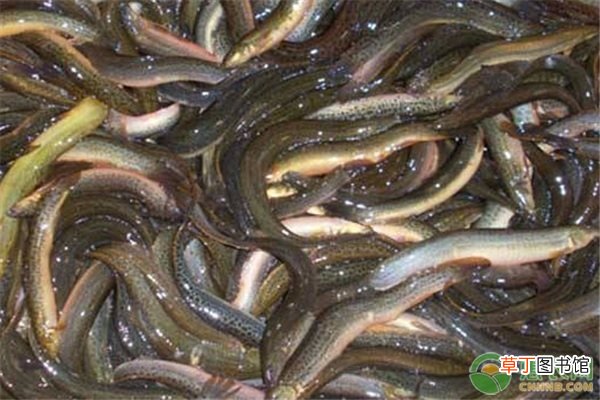 怎么养殖泥鳅才好？泥鳅的科学养殖要点