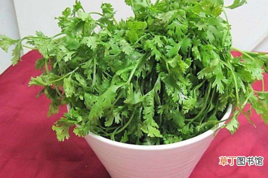 没有冰箱怎么保存香菜