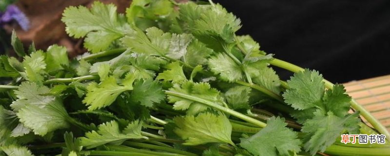 没有冰箱怎么保存香菜