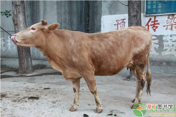 请问冷天养牛要补料保膘吗？冷天养牛需注意什么？