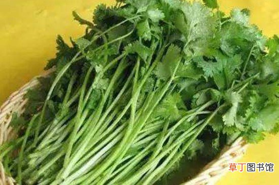 冰箱怎么保存香菜
