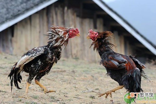 智利斗鸡的养殖周期是多久？喂养什么饲料？