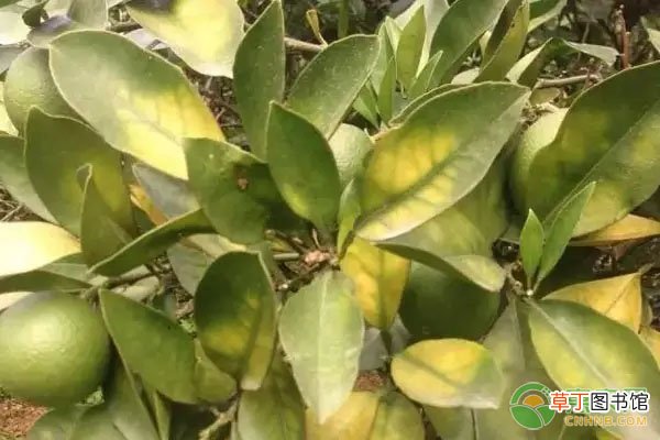 柑橘裂果是什么原因？柑橘裂果有哪些防治措施?