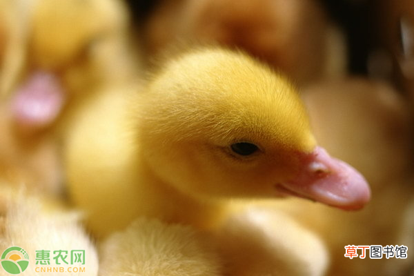 雏鸭的怎么样饲养与鸭场怎么样管理？