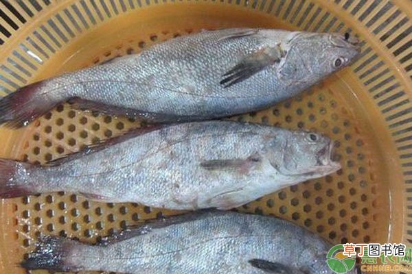养殖鮸鱼一亩利润多少？