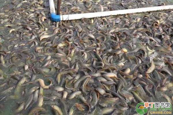 泥鳅养殖需要什么样的环境？