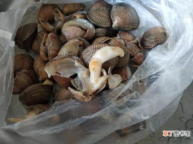 春天常见的22种小海鲜 海鲜介绍大全带图片