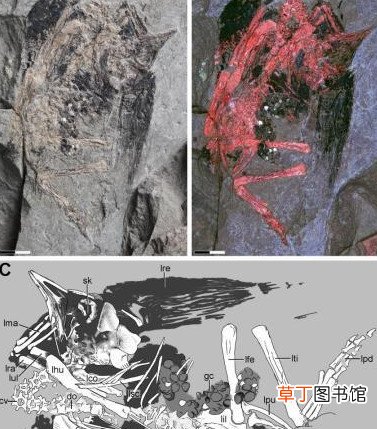 古生物研究意义 辽西发现1.2亿前古喙鸟幼体