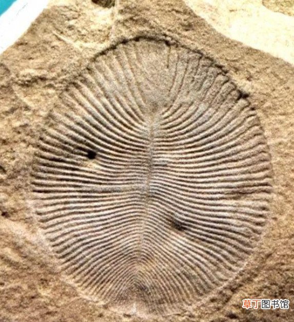 古生物研究意义 辽西发现1.2亿前古喙鸟幼体