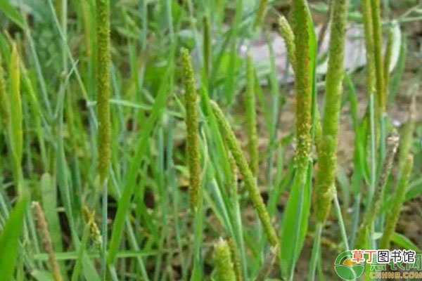 小麦野燕麦除草剂什么时候打？