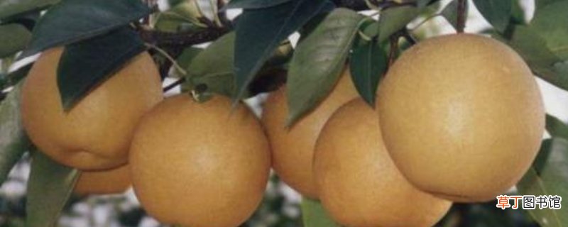 梨上火吗
