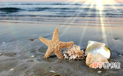 海星是蒸着吃还是煮着吃
