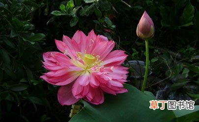 碗莲怎么种好 什么时候种碗莲合适