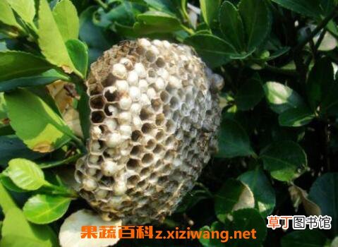 蜂房的功效与作用 吃蜂房的好处