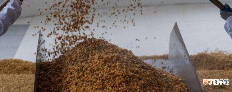 正确酒曲发酵玉米粒