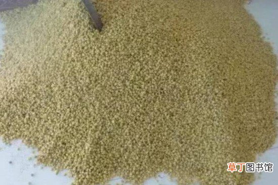 正确酒曲发酵玉米粒