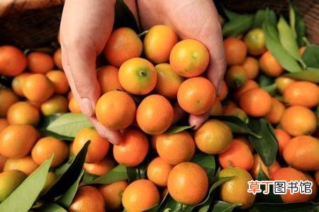 吃水果竟然能治咳嗽再也不用担心百日咳了