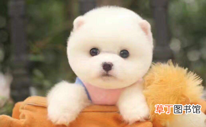 博美犬什么时间掉毛最厉害