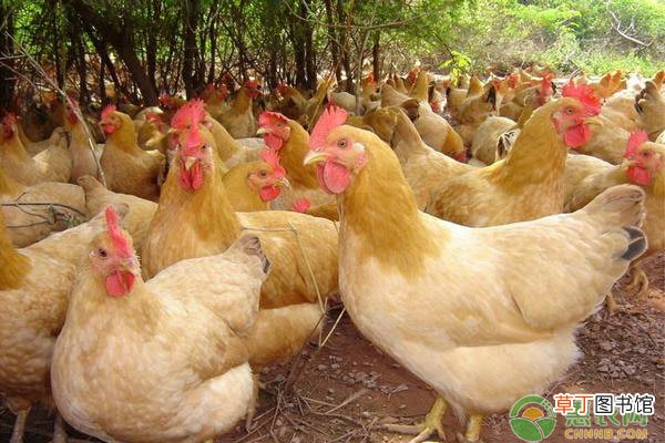 养蛋鸡饲料的营养需求有哪些？