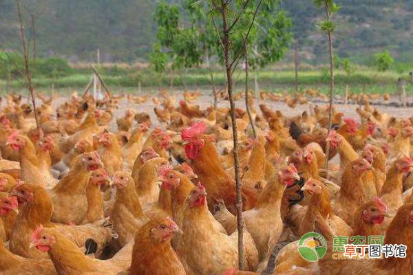 养蛋鸡饲料的营养需求有哪些？