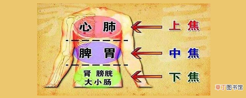 下焦是哪个位置