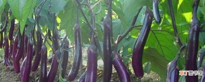 茄子里面发棕色能吃吗