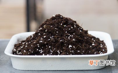 营养土是直接用还是掺着用