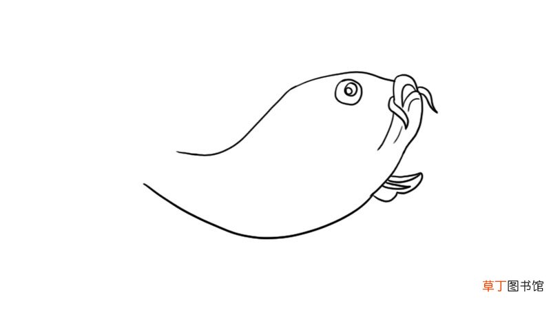 新春锦鲤鲤鱼简笔画