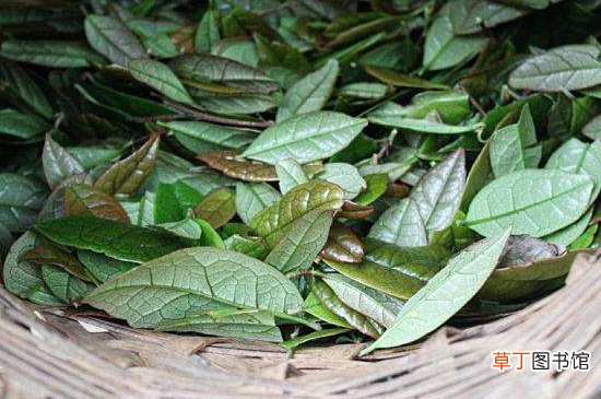 东北石茶功效和作用