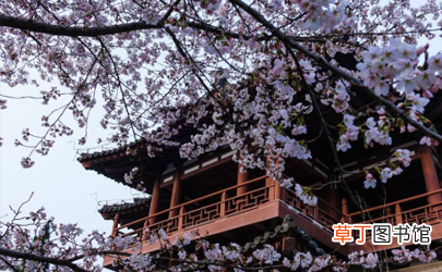 西安青龙寺樱花现在开了吗 西安青龙寺樱花开放时间