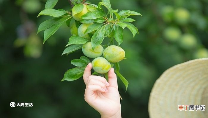王戎七岁尝与诸小儿游的意思 王戎不取道旁李翻译