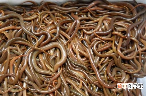 吃泥鳅到底用不用去内脏 泥鳅的营养食谱推荐